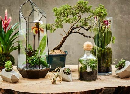 An image of a table with plants and a lamp, Group Terrarium Design School. Alyson Mowat