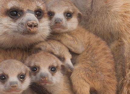 An image of a family of meerkats, Private - meet and greet with small carnivores. Bridlington Birds Of Prey and Animal Park