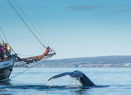 An image of a whale and a boat, Arctic Adventure Fishmarket Restaurant. Fiskmarkaðurinn Restaurant