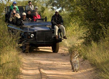An image of a leopard walking down a dirt road, Flights to Johannesburg.