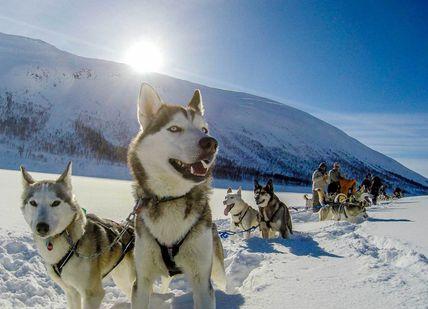 An image of a dog sled team going down a hill, Twilight Mushing Experience. Huskyhaven