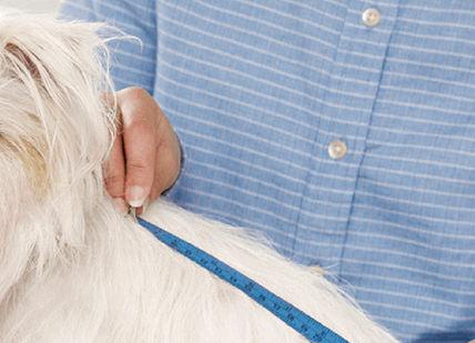 An image of a dog being groomed, Bespoke Savile Row Canine Coat Made. LoveMyDog