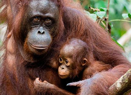 An image of a baby oranguel in the jungle, Private Orangutan Trekking. Orangutan Trekking Tours