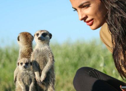 An image of a woman and a meerkat, Under The African Sky Safari with Meerkat Interaction. Safari Scapes