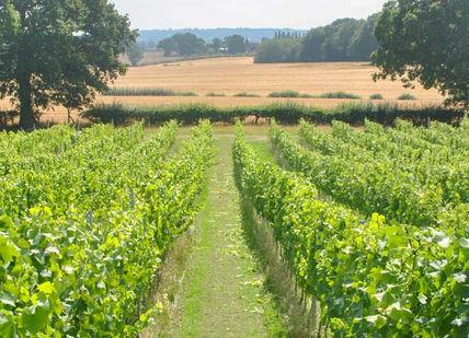 An image of a field with trees and grass, Woodchurch Wine Vineyard. Woodchurch Wine Vineyard