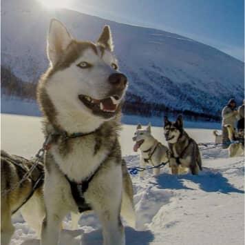 A group of huskies pulling a sled in the snow.