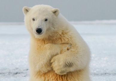 An image of a polar bear standing in the snow, Total Northern Immersion. Natural Habitat Adventures