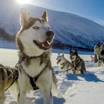 A group of huskies pulling a sled in the snow.
