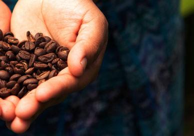 An image of a person holding coffee beans, Costa Rican Coffee Plantation Getaway. Activated Life Experiences