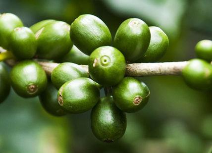 An image of some green coffee beans, Costa Rican Coffee Plantation Getaway. Activated Life Experiences
