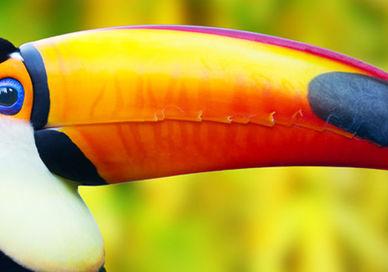 An image of a toucan bird, Luxury Eco-Lodge Break. Activated Life Experiences