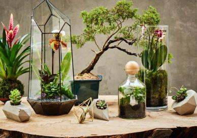 An image of a table with plants and a lamp, Group Terrarium Design School. Alyson Mowat