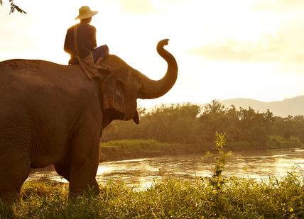 An image of an elephant in the wild, Anantara Golden Triangle Resort and Elephant Experiences. Anantara Golden Triangle Elephant Camp & Resort