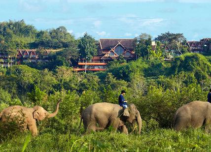 An image of elephants walking through the jungle, Anantara Golden Triangle Resort and Elephant Experiences. Anantara Golden Triangle Elephant Camp & Resort