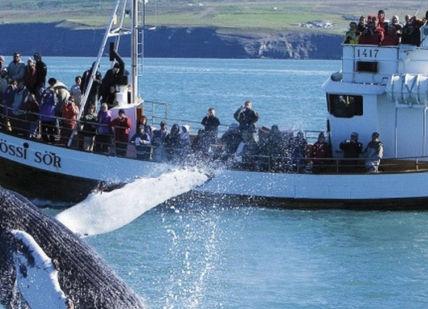 An image of a whale jumping out of the water, Arctic Adventure Snorkelling and Whale Watching. Arctic Adventures