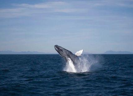 An image of a whale jumping out of the water, Whale Watching Tour. Arctic Adventures Iceland