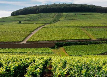 An image of a hill with a field of crops, Private Côte de Beaune Tour. Authentica Tours