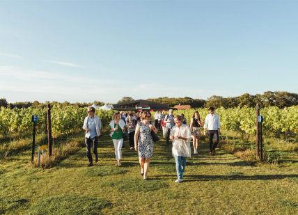 An image of a group of people walking through a vineyard, Wine and Dine Experience. Balfour Winery