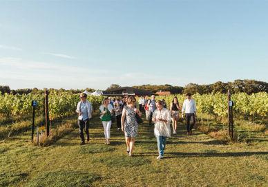 An image of a group of people walking through a vineyard, Wine Experience. Balfour Winery