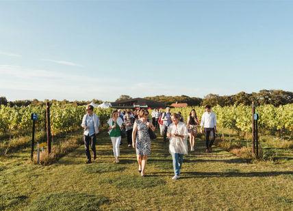 An image of a group of people walking through a vineyard, Wine Experience. Balfour Winery