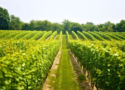 An image of a vineyard field, Tour And Tasting. Beacon Down Vineyard