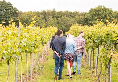 An image of a couple walking through a vineyard, Bolney Wine Estate. Bolney Wine Estate
