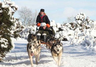 An image of a person riding a dog sler, Husky Ride Experience With Bowland Trails. Bowland Trails