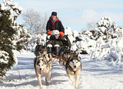 Winter Wonderland: Husky Ride Experience With Bowland Trails