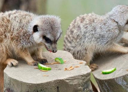 An image of two squirrels eating food, Private - meet and greet with meerkats. Bridlington Birds Of Prey and Animal Park