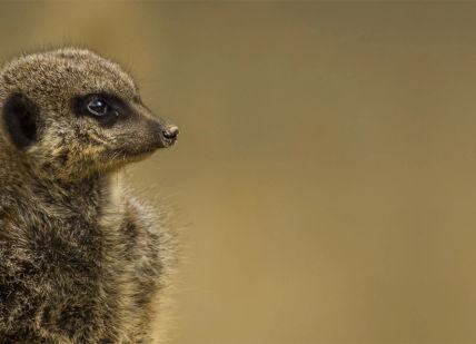 An image of a meerkat, Private - meet and greet with meerkats. Bridlington Birds Of Prey and Animal Park