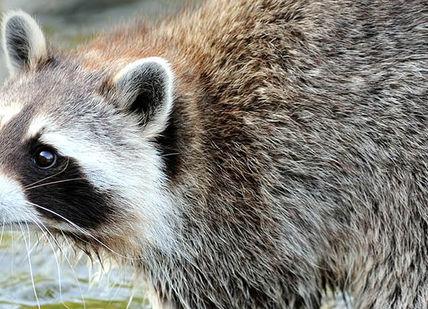 An image of a raccoon in the water, Private - meet and greet with small carnivores. Bridlington Birds Of Prey and Animal Park
