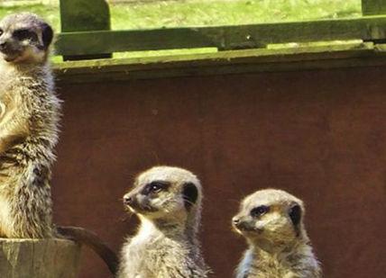 An image of a group of meer monkeys, Private - meet and greet with small carnivores. Bridlington Birds Of Prey and Animal Park
