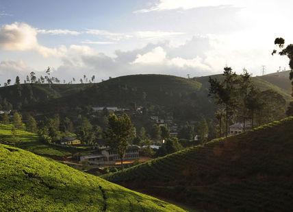An image of a hill with a lot of green grass, Sri Lankan Getaway. Ceylon Tea Trails