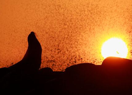 An image of a bird in the sunset, Exclusive Escape to the Galápagos. Coast to Coast Galapagos
