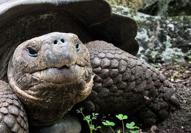An image of a torl looking at the camera, Exclusive Escape to the Galápagos. Coast to Coast Galapagos