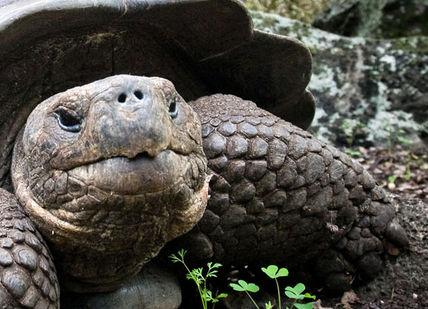 An image of a torl looking at the camera, Exclusive Escape to the Galápagos. Coast to Coast Galapagos