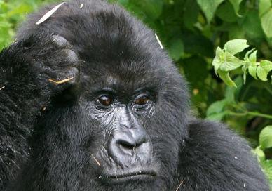 An image of a gorilla eating leaves, Exclusive Ugandan Gorilla Tracking Experience (Single). Experience Uganda