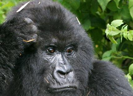 Gorillas In The Mist: Exclusive Ugandan Gorilla Tracking Experience (Single)