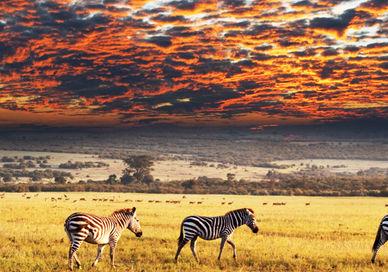 An image of a zebra herd in the wild, Cape Town and Safari Adventure.