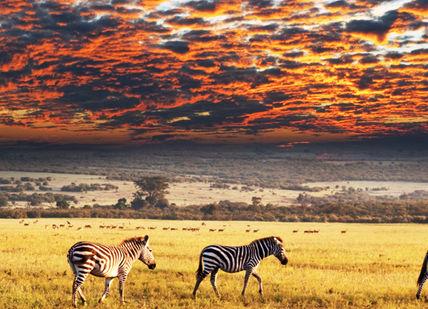 Wild South Africa: Cape Town and Safari Adventure