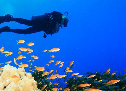 An image of a person diving in the ocean, Diving and Spearfishing on the Great Barrier Reef. Getaway-Pseudo-Supplier
