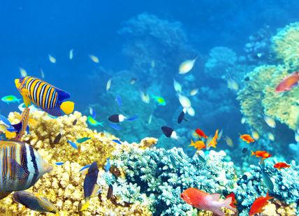 An image of a colorful coral reef, Diving and Spearfishing on the Great Barrier Reef.