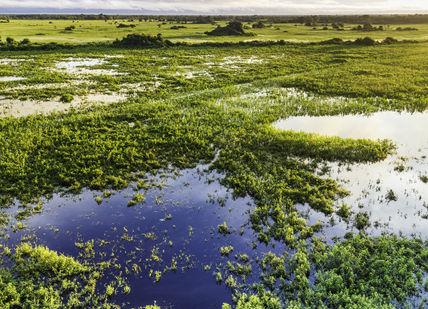 An image of a swamp in the middle of a swamp, Jaguar Tracking with Conservationists through the Pantanal. Getaway-Pseudo-Supplier