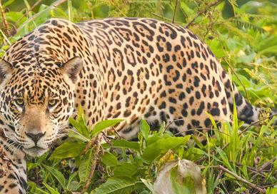 An image of a leopard in the wild, Jaguar Tracking with Conservationists through the Pantanal.