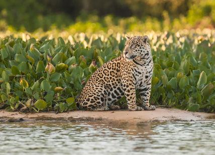 An image of a leopard sitting on the shore, Jaguar Tracking with Conservationists through the Pantanal. Getaway-Pseudo-Supplier