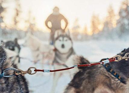 An image of two dogs pulling a sler, Nordic Adventure Sledding, Skiing And Hunting The Northern Lights. Getaway-Pseudo-Supplier