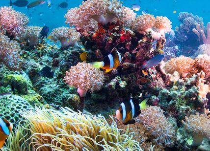 An image of a coral reef with many fish, Rare Tahitian Pearl Diving in Bora Bora. Getaway-Pseudo-Supplier