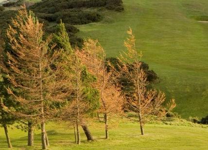 An image of a golf course with trees in the fore, Scottish Golf Getaway.
