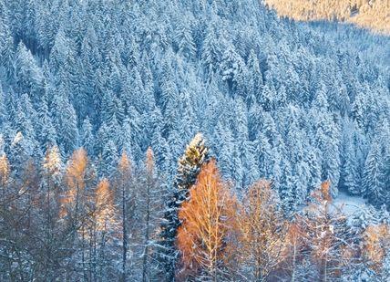 An image of a snowy mountain with trees, Two-night stay at a 5-star hotel in Baiersbronn.