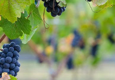 An image of grapes hanging from a vine, Two Night Wine Getaway in Oregon.